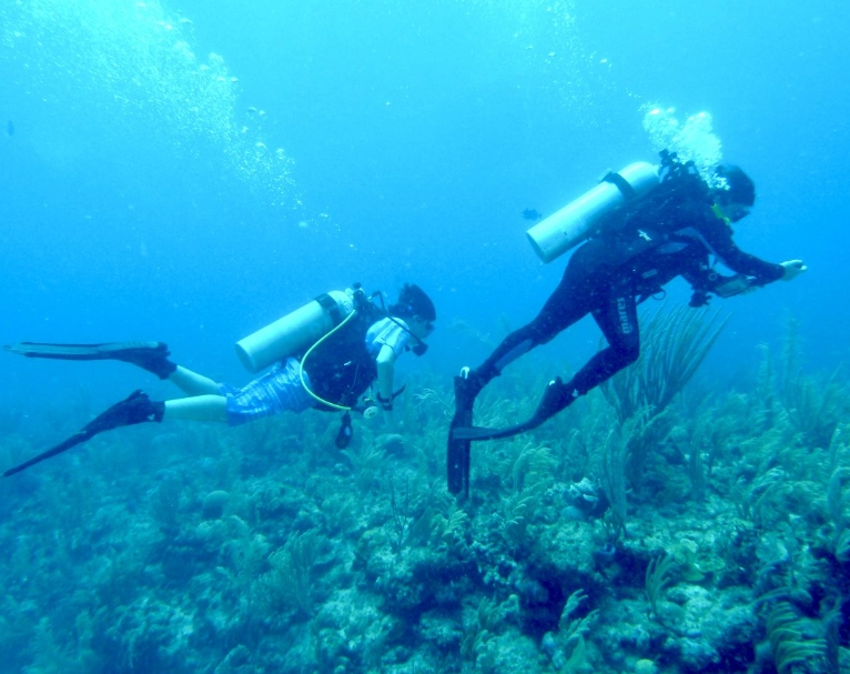 bull shark diving Cancun
