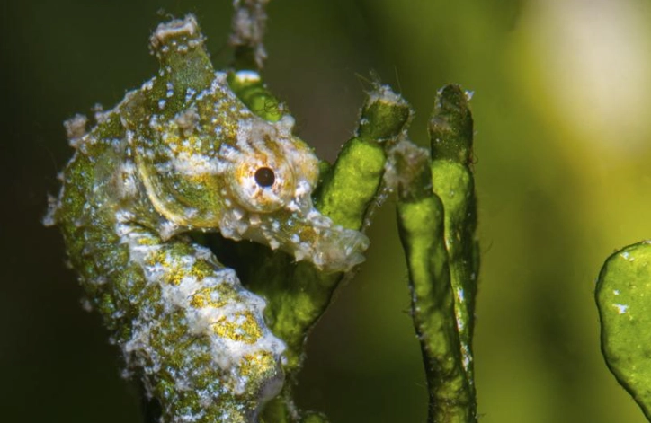 diving accident prevention