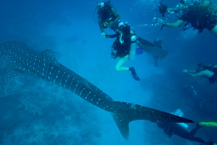 scuba diving safety tips