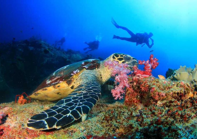best time to dive in Thailand