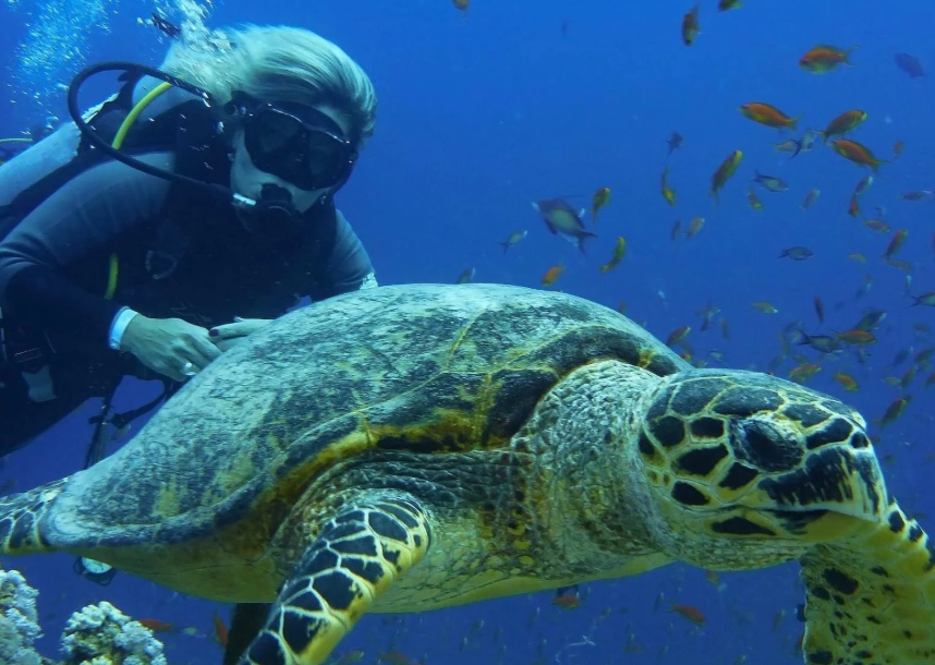 hawksbill turtle diving