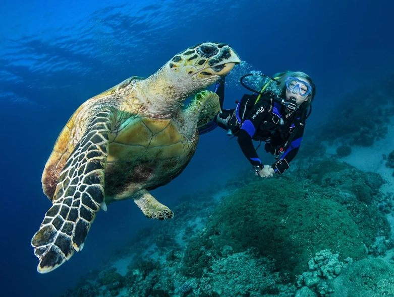 best places to dive with turtles