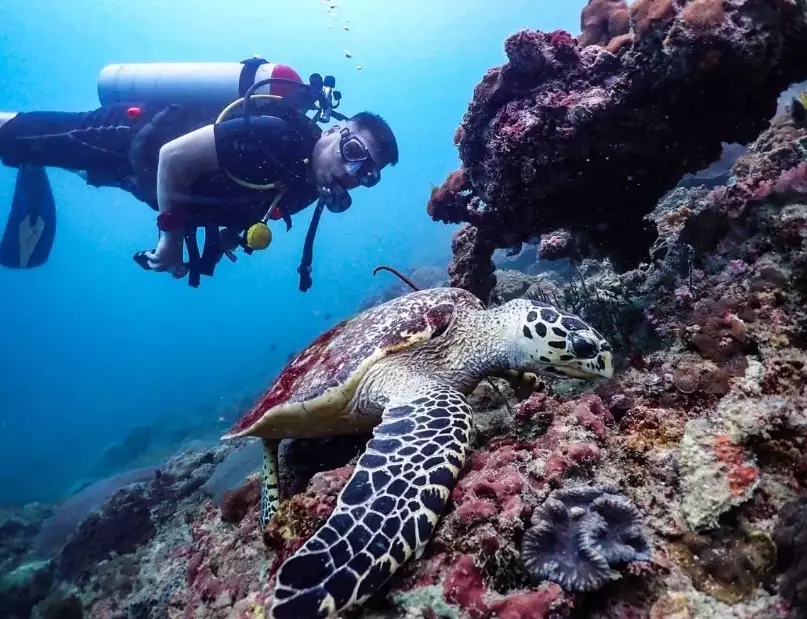 best diving in Thailand