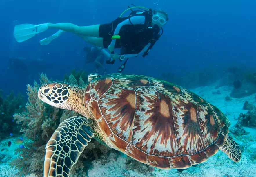 scuba diving with sea turtles