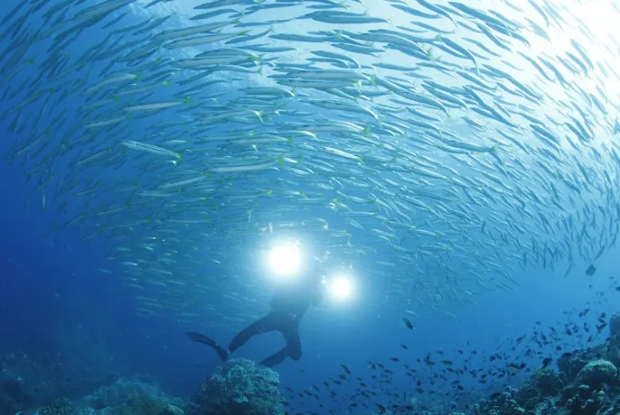 best time to dive in Thailand
