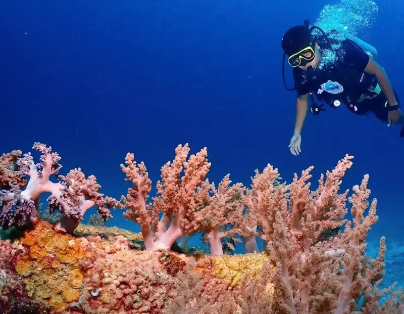 best time to dive in Thailand