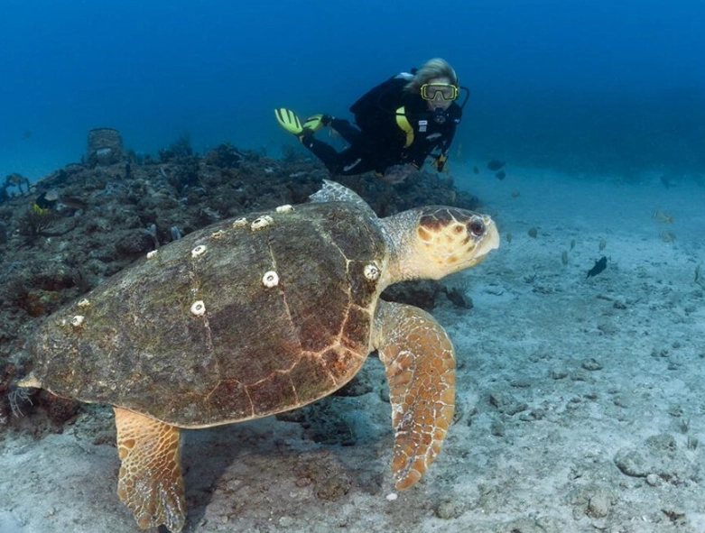hawksbill turtle diving