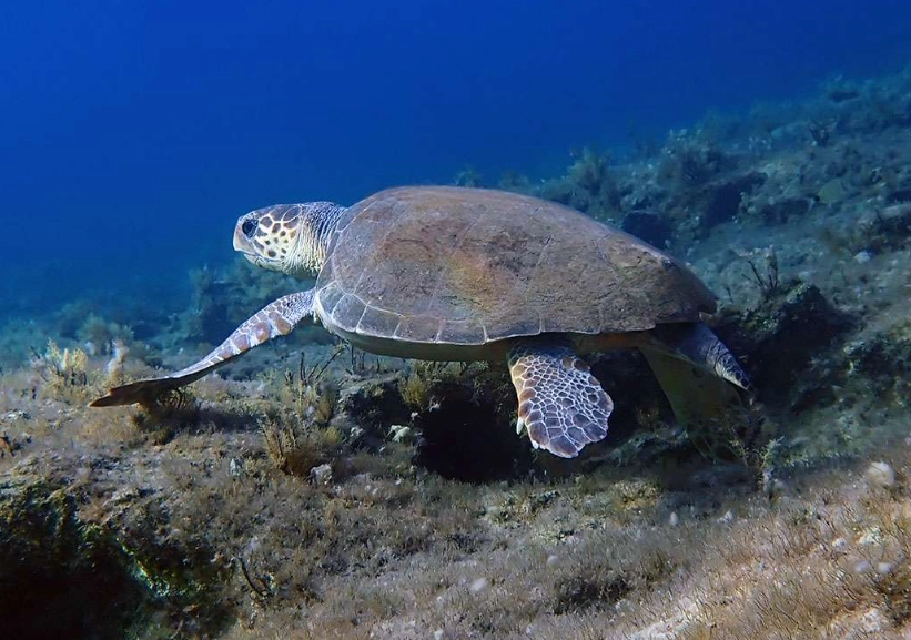 swim with turtles Europe