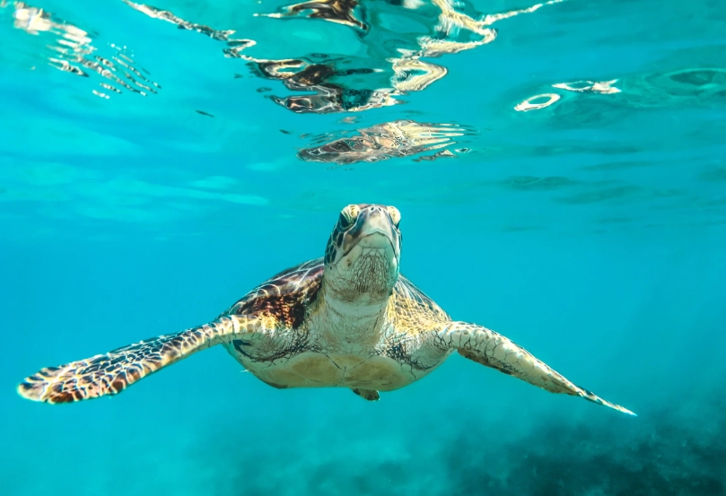 European turtle swimming spots