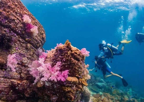 best diving in Thailand