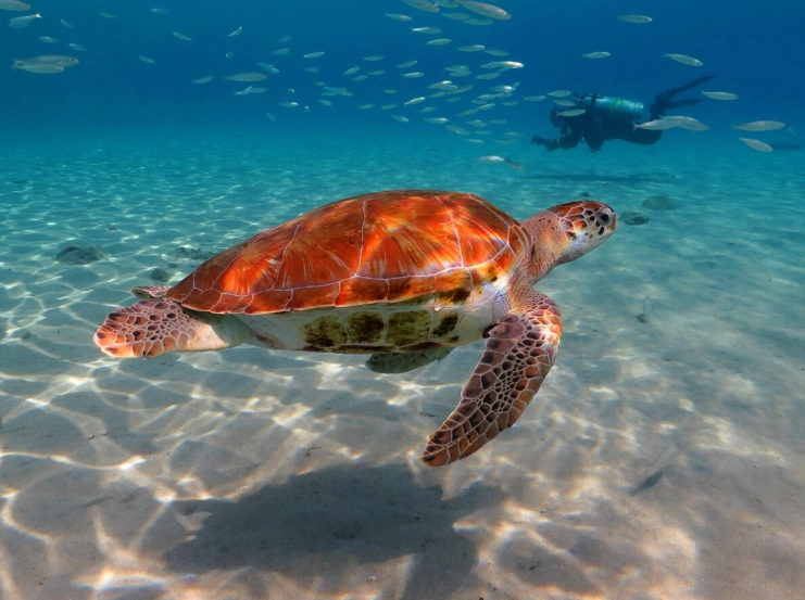 when to see sea turtles
