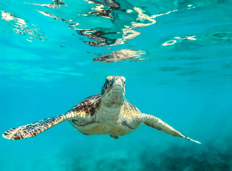 swim with sea turtles USA