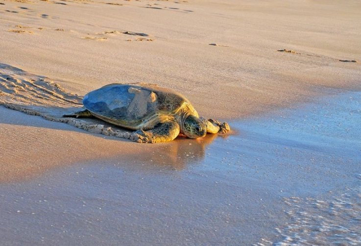 best time to see sea turtles