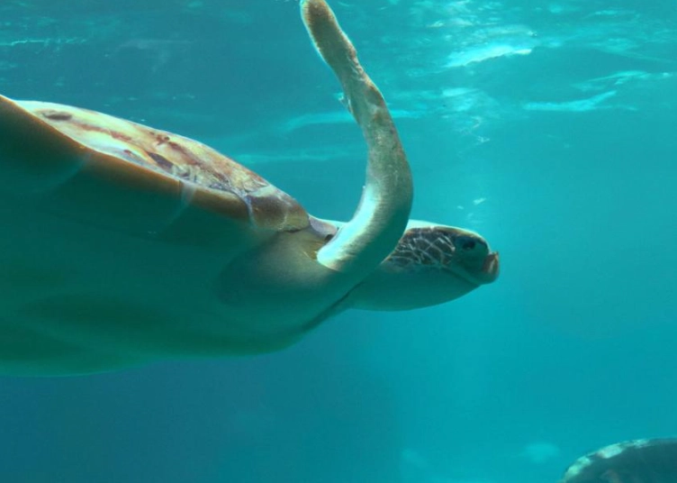 snorkeling with sea turtles rules snorkeling with sea turtles rules