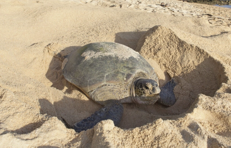 best time to see sea turtles Florida