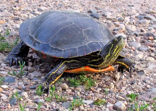 where to see turtles in Colorado