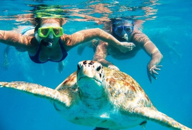 where to see sea turtles in Florida
