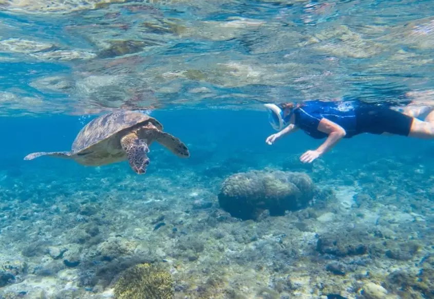 why not touch sea turtles