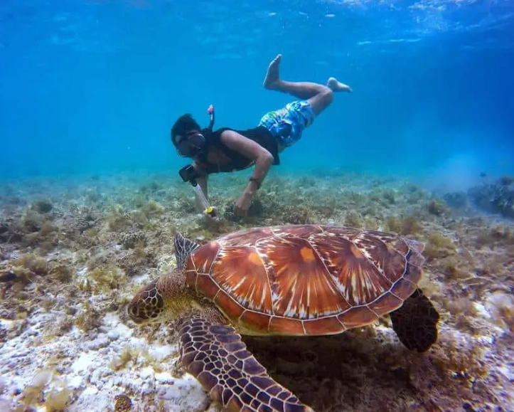 where to swim with sea turtles where to swim with sea turtles
