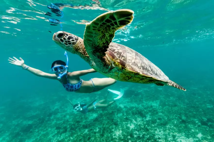 where to swim with sea turtles where to swim with sea turtles