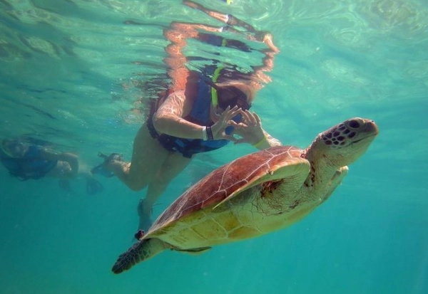 Florida turtle walks