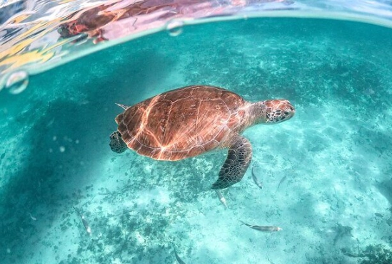 Florida turtle walks