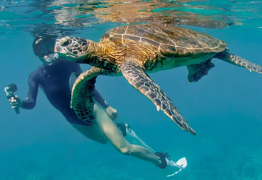 swim with sea turtles USA
