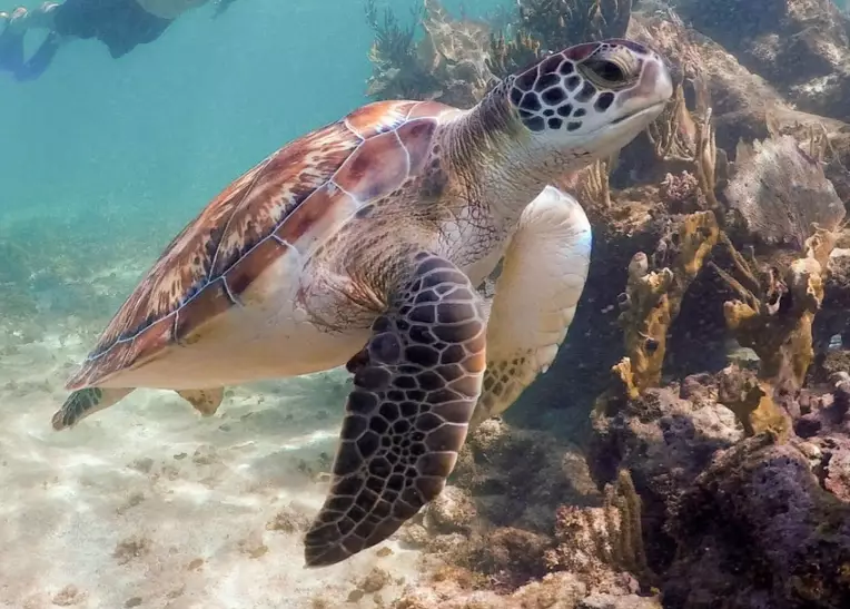why not touch sea turtles why not touch sea turtles