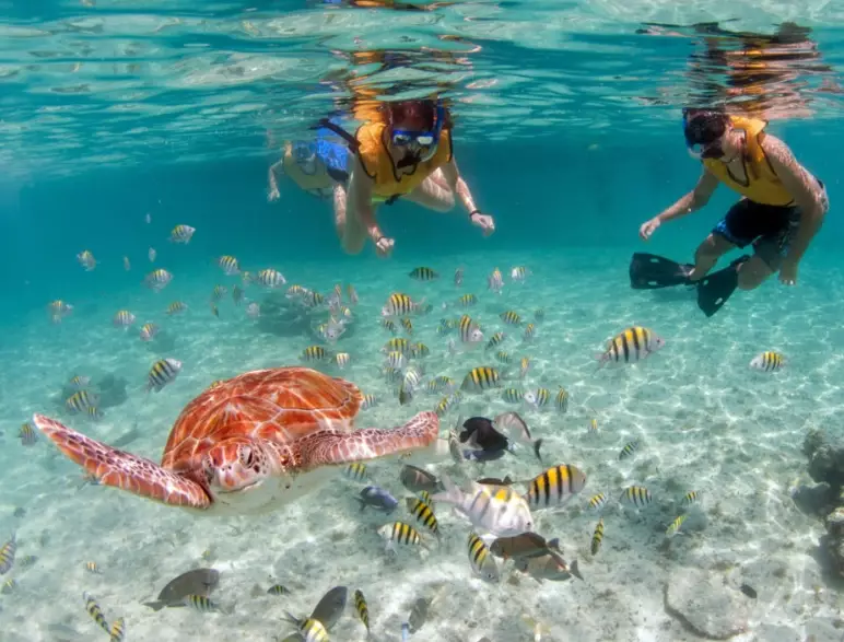 swim with sea turtles USA swim with sea turtles USA