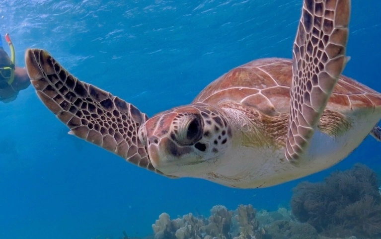 touch sea turtles snorkeling