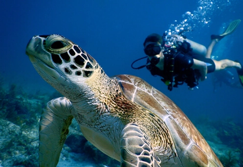 touch sea turtles snorkeling touch sea turtles snorkeling