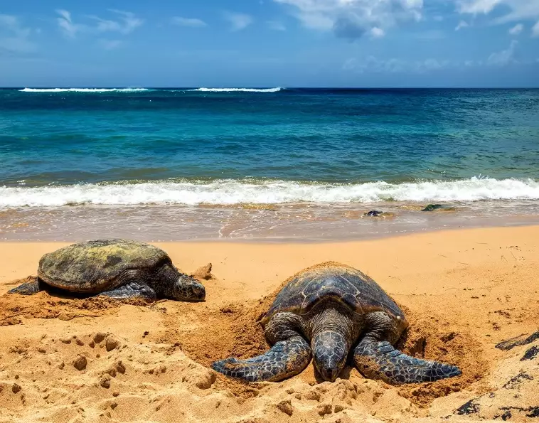 best time to see sea turtles