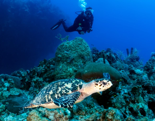 when to see sea turtles