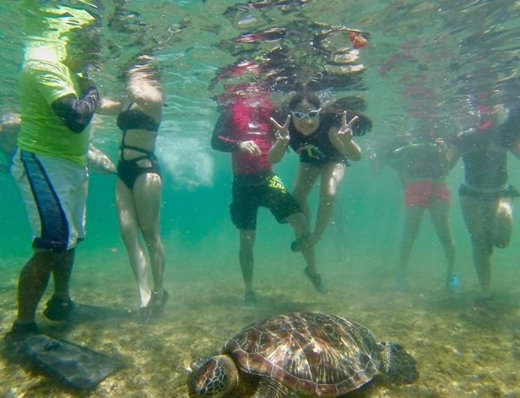 best time to see sea turtles Florida