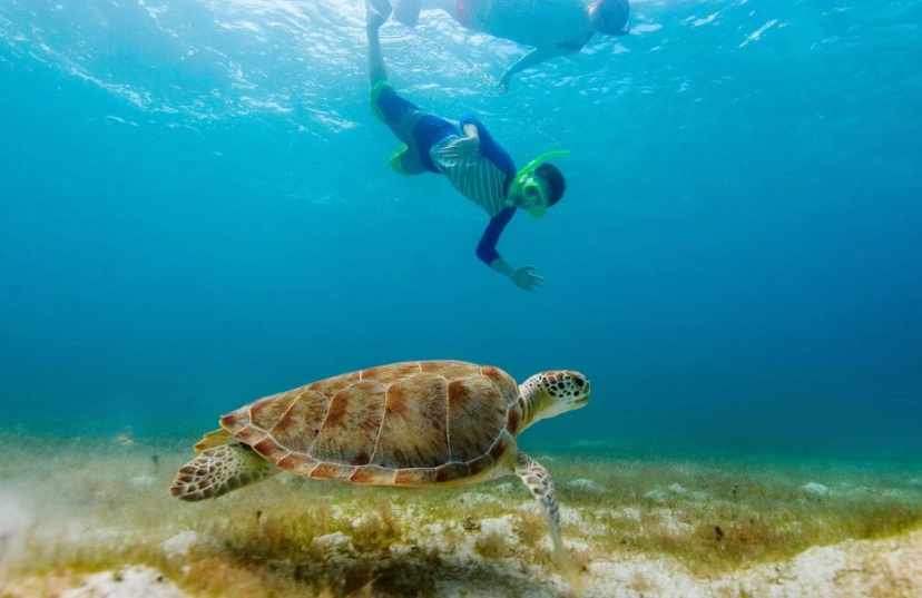 Florida sea turtle snorkeling