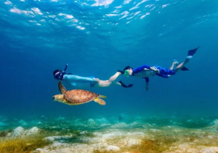sea turtle snorkeling tours