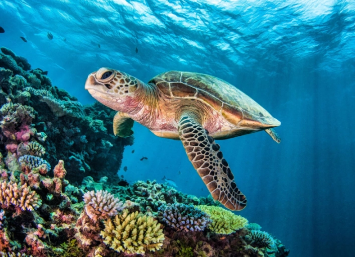 swim with sea turtles USA swim with sea turtles USA