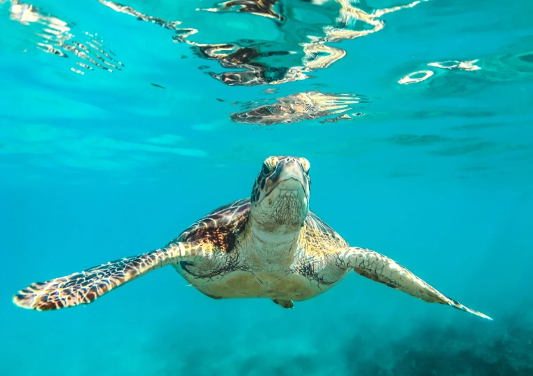 swim with turtles Italy