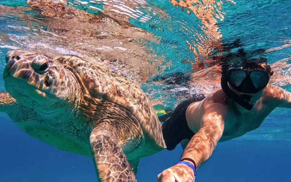 Italy turtle snorkeling