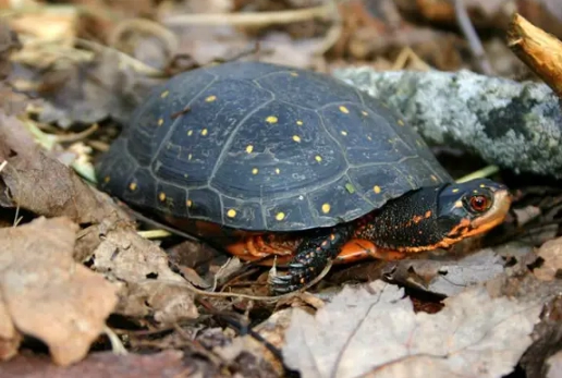 NY sea turtle sightings