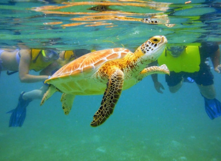 Loggerhead turtle Greece