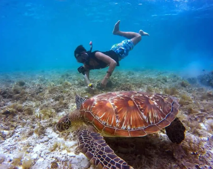 Italy turtle snorkeling