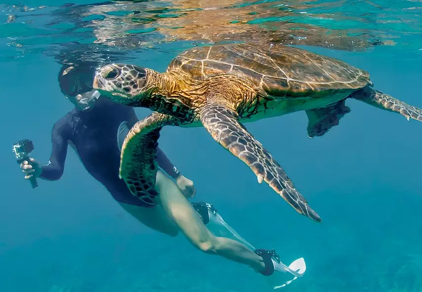 swim with sea turtles