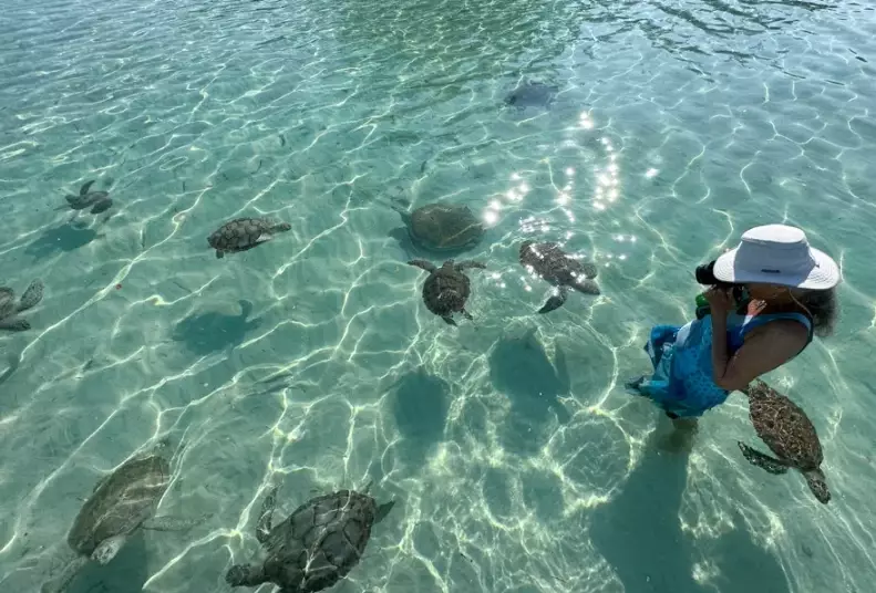 where to see sea turtles in Miami