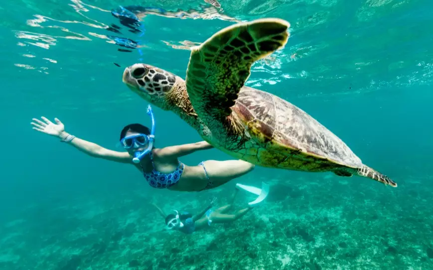 best places to swim with sea turtles