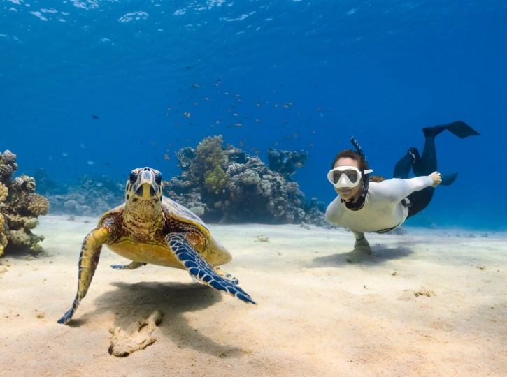 swim with turtles Italy