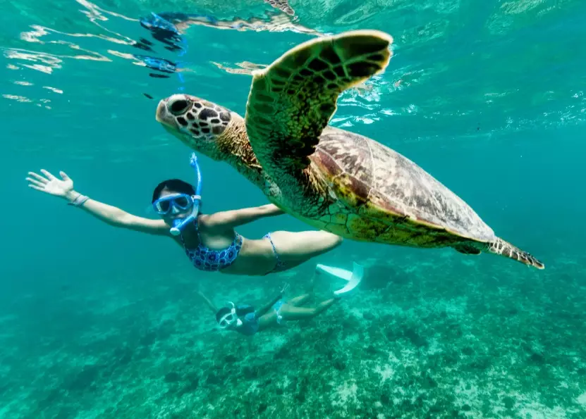 caretta caretta swimming Italy