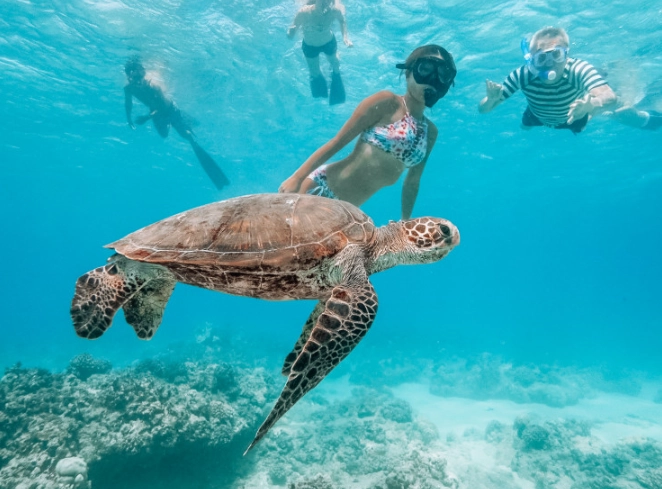 sea turtle snorkeling rules