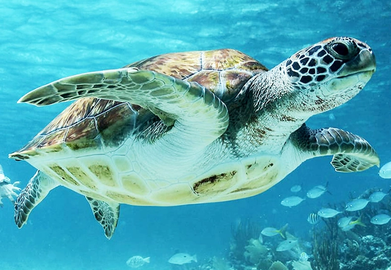 Miami sea turtle snorkeling