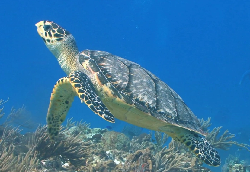 best places to swim with sea turtles